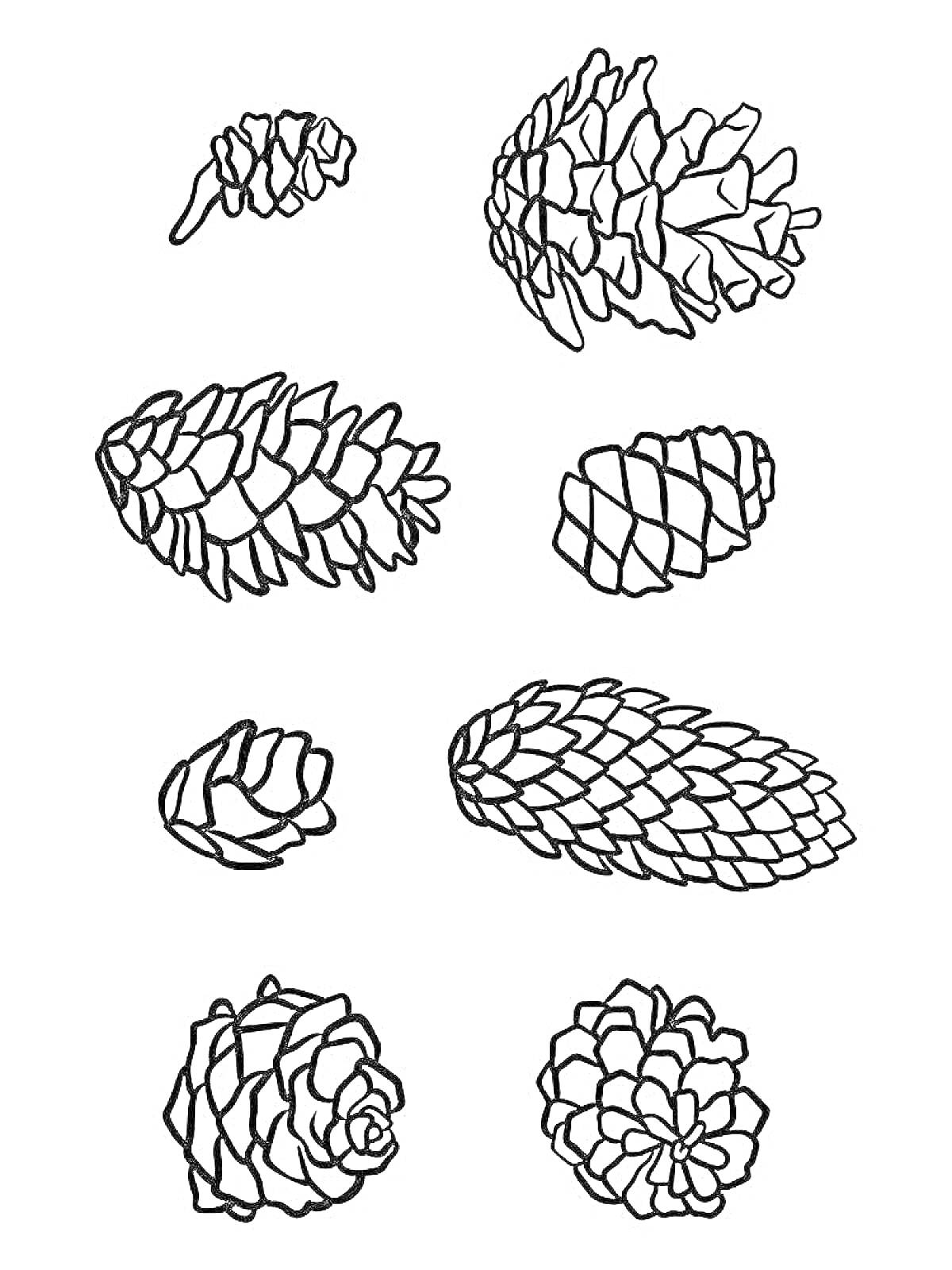 На раскраске изображено: Шишки, Для детей, Еловая шишка, Сосновая шишка, Природа, Ботаника, Контурные рисунки