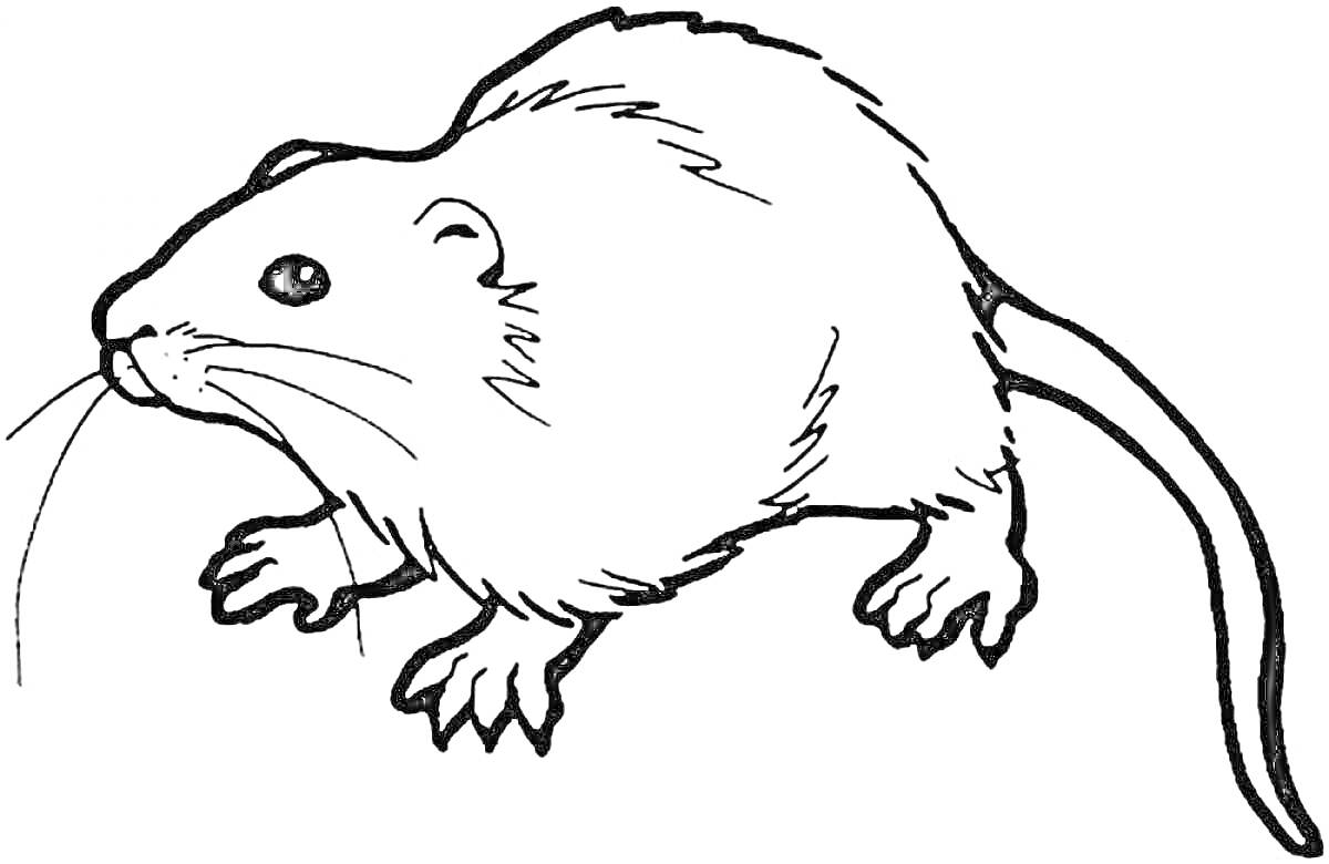 Раскраска крыса в профиль с характерным длинным хвостом и усами