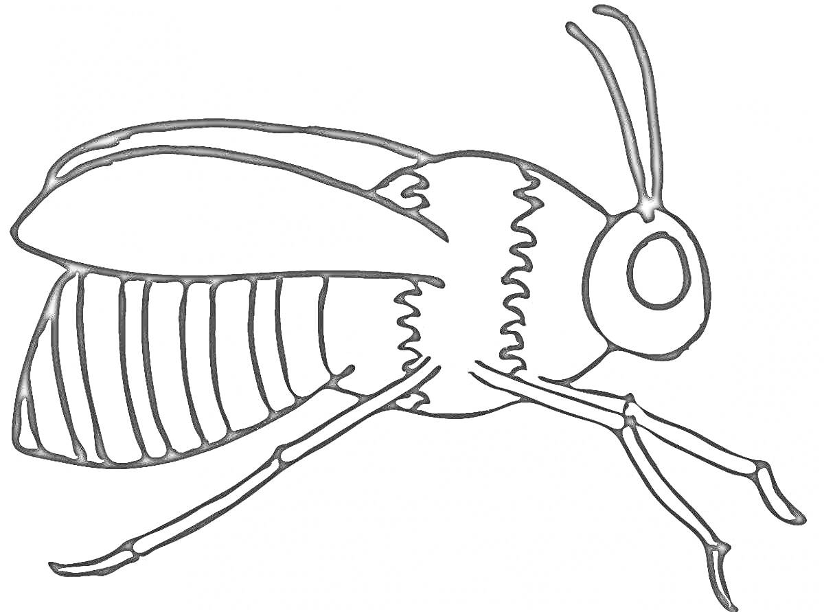 Раскраска Кузнечик с усиками и шестью ногами