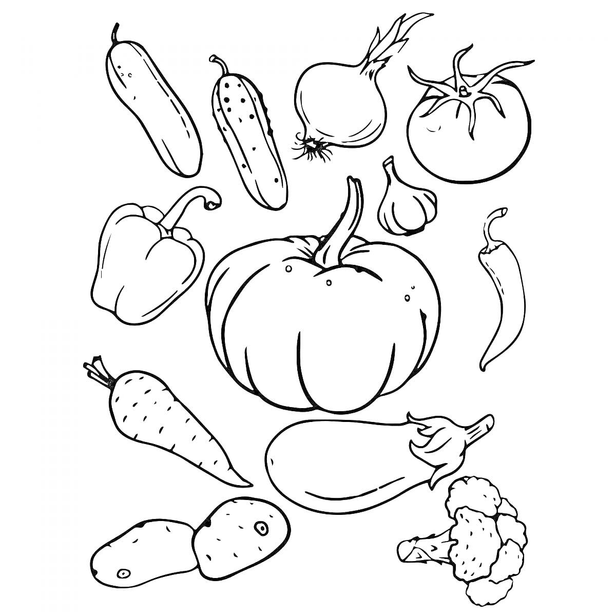Раскраска с овощами: кабачок, огурец, лук, помидор, перец, тыква, чеснок, морковь, баклажан, картофель, брокколи.