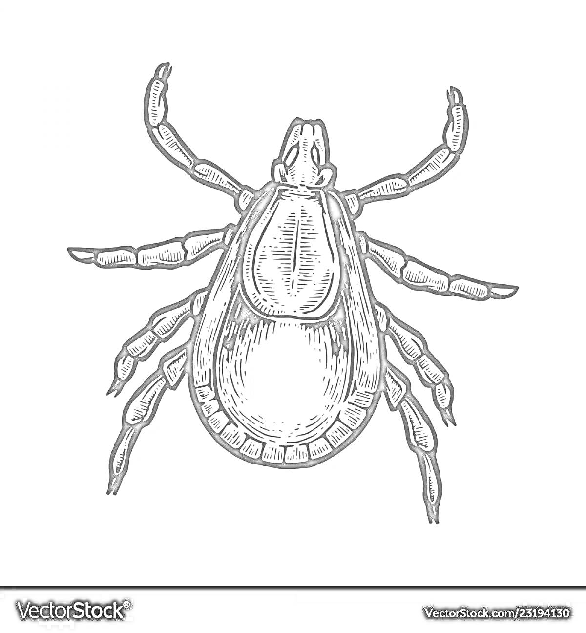 Раскраска Клещ в детальной прорисовке с видными лапками, телом и головой.