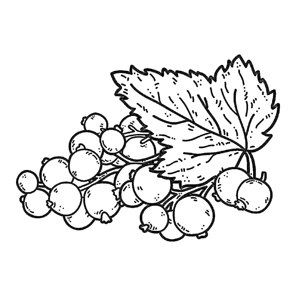 Раскраска Веточка смородины с ягодами и листьями