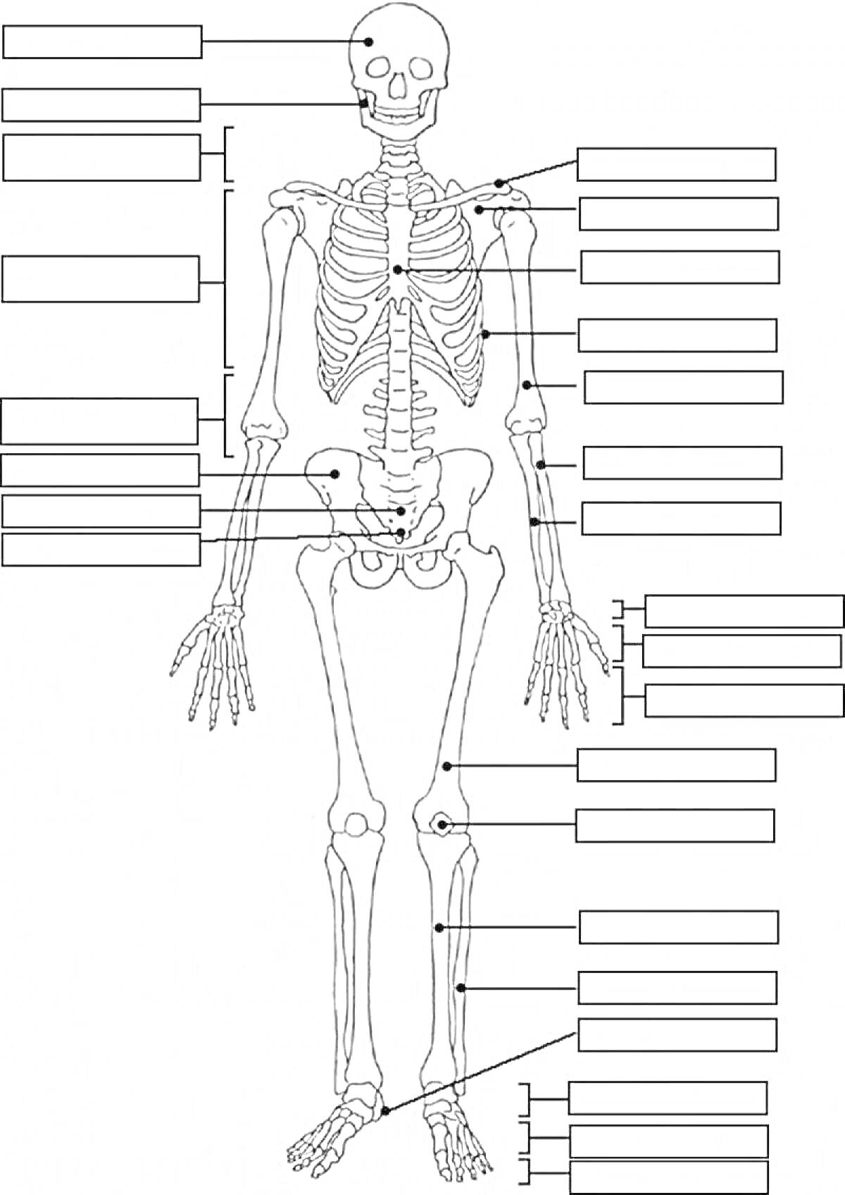 На раскраске изображено: Скелет, Анатомия, Человек, Кости, Череп, Челюсть, Грудная клетка, Позвоночник, Пояс, Таз, Бедренная кость, Стопа, Медицина