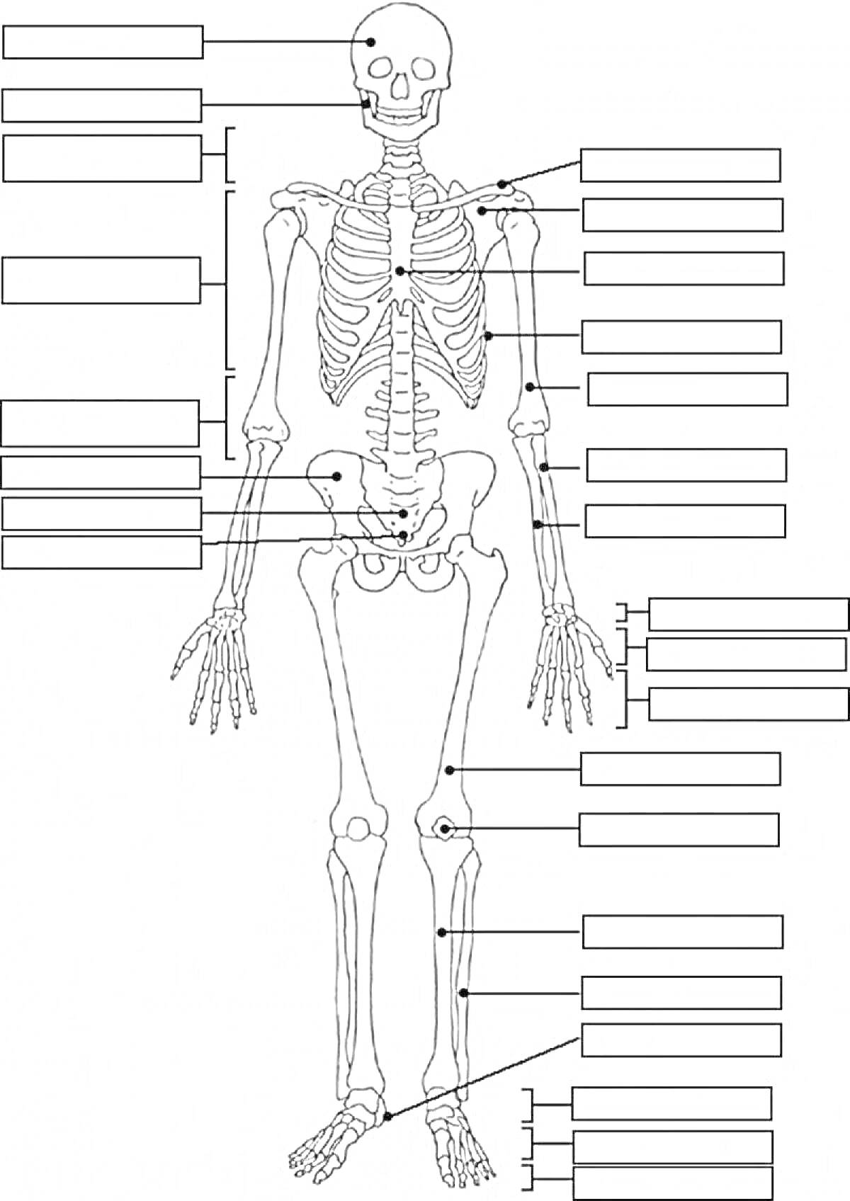Скелет человека с метками для подписей частей тела: череп, челюсть, ключица, лопатка, грудная клетка, грудной отдел позвоночника, поясничный отдел позвоночника, пояс, тазовая кость, плечевая кость, локтевая кость, лучевая кость, кости кисти (пястные кости