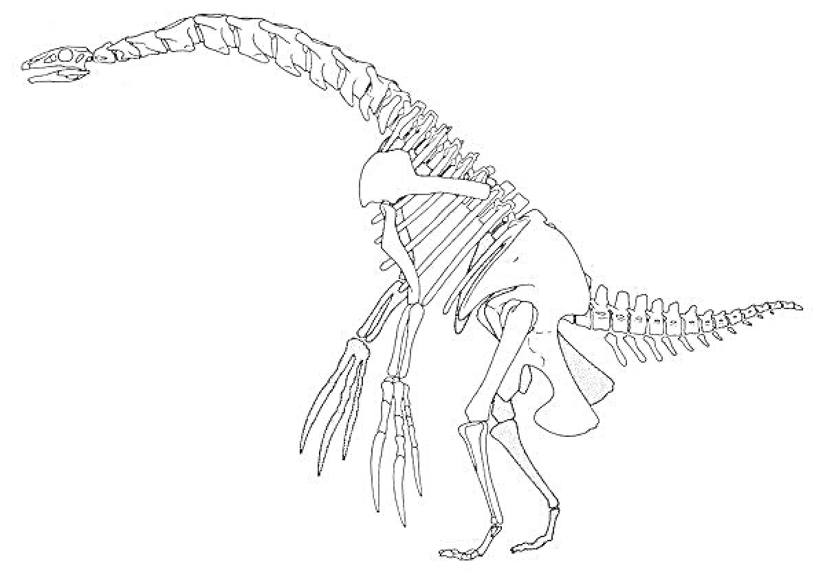 Раскраска Скелет теризинозавра с огромными когтями