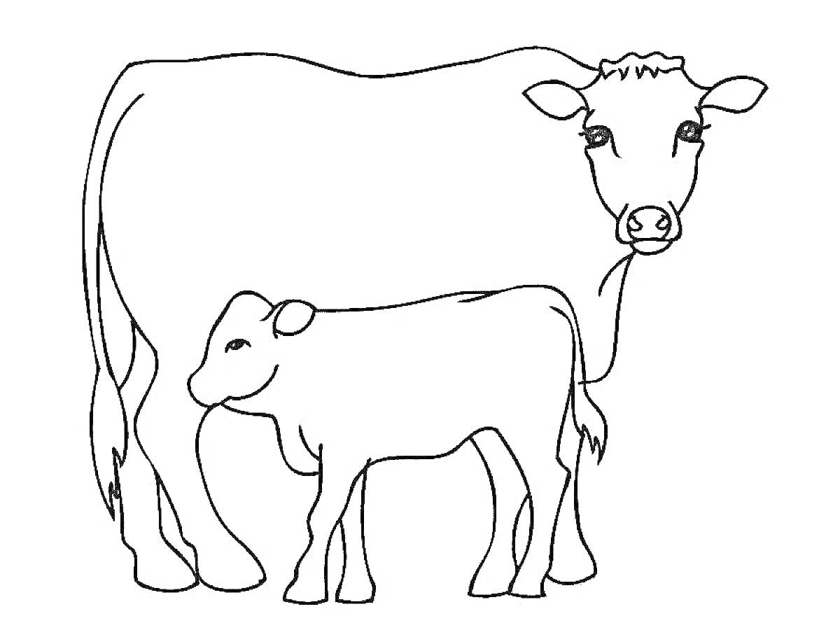 На раскраске изображено: Корова, Теленок, Животные, Ферма, Сельское хозяйство, Млекопитающие