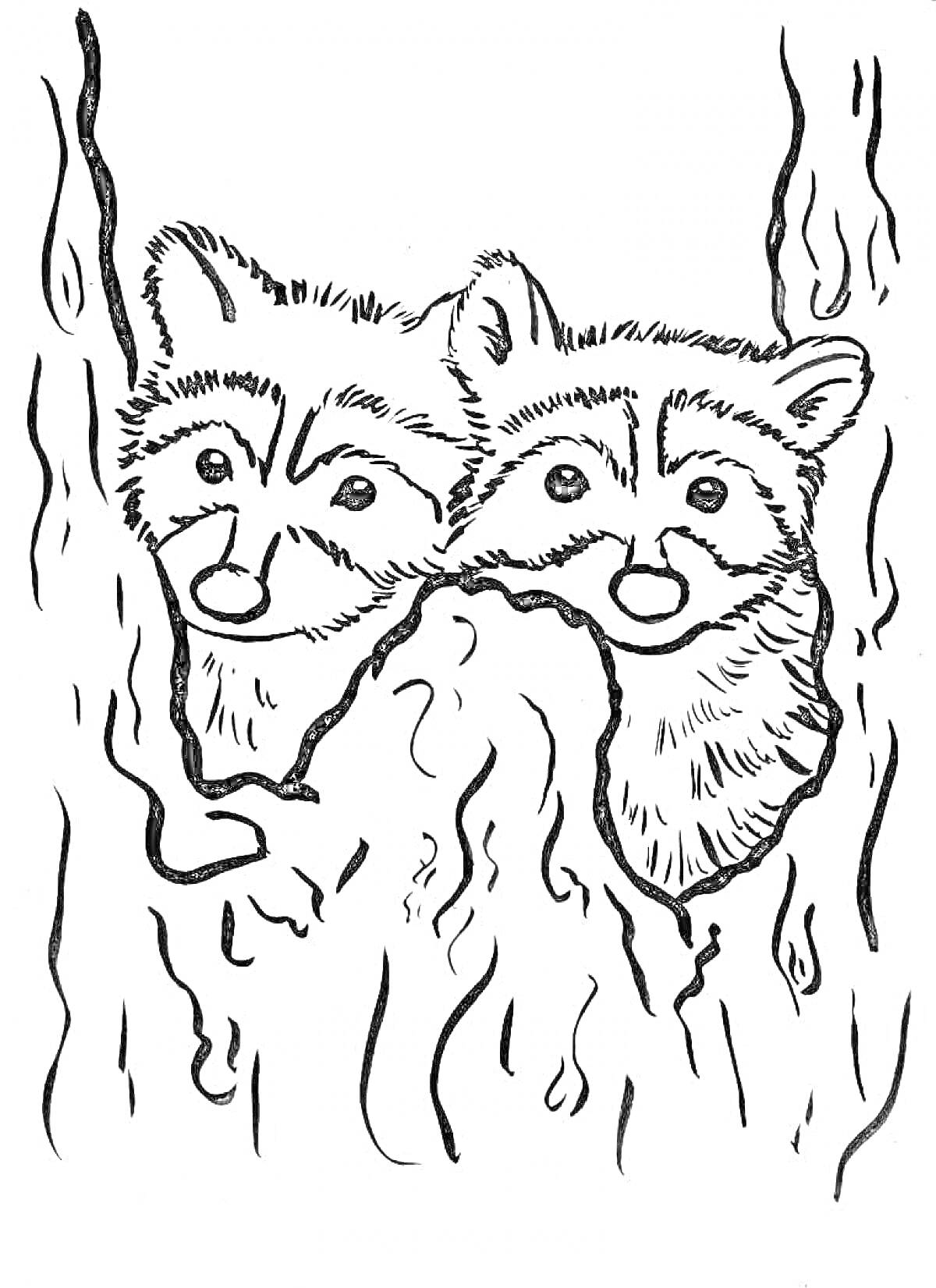 Раскраска Два енота выглядывают из дупла дерева