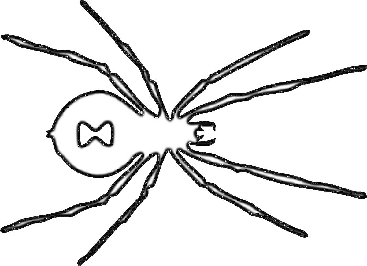 Раскраска Черная вдова паук с характерным узором на брюшке и восьмью лапами
