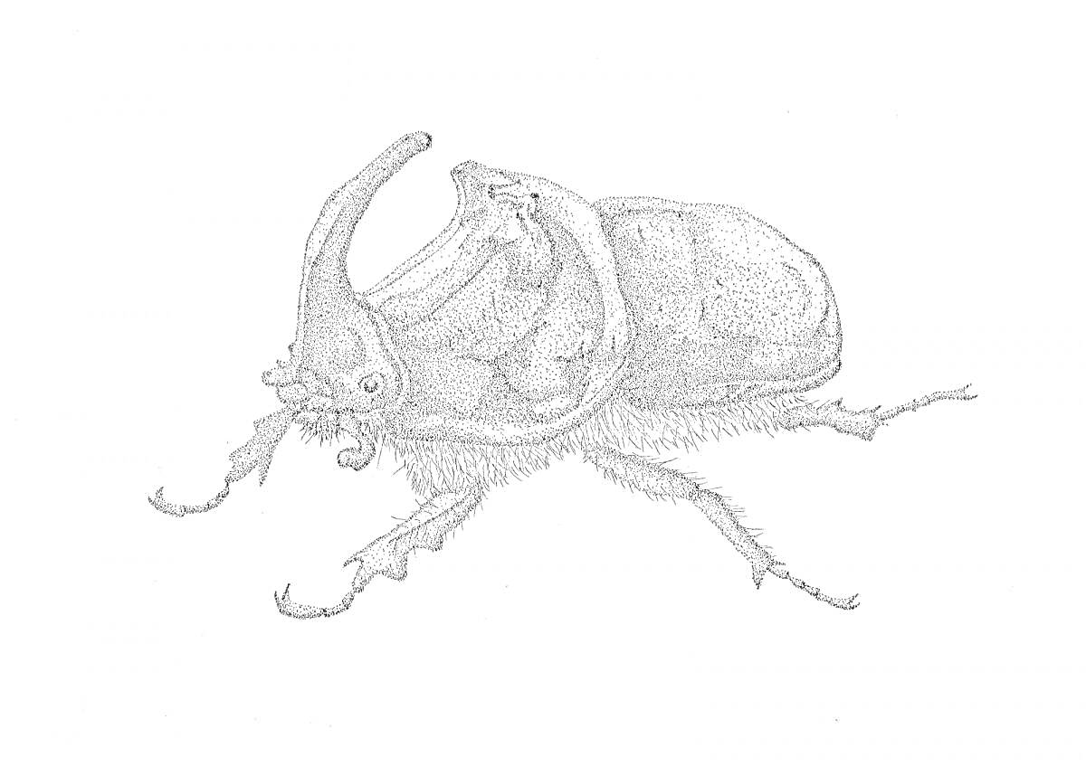 Жук-носорог с длинным рогом и детализированным телом