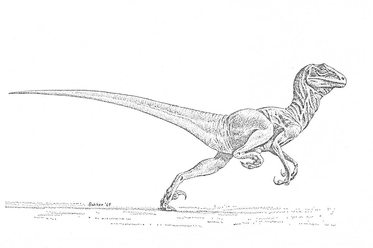 На раскраске изображено: Дейноних, Динозавр, Контурное изображение, Доисторические животные
