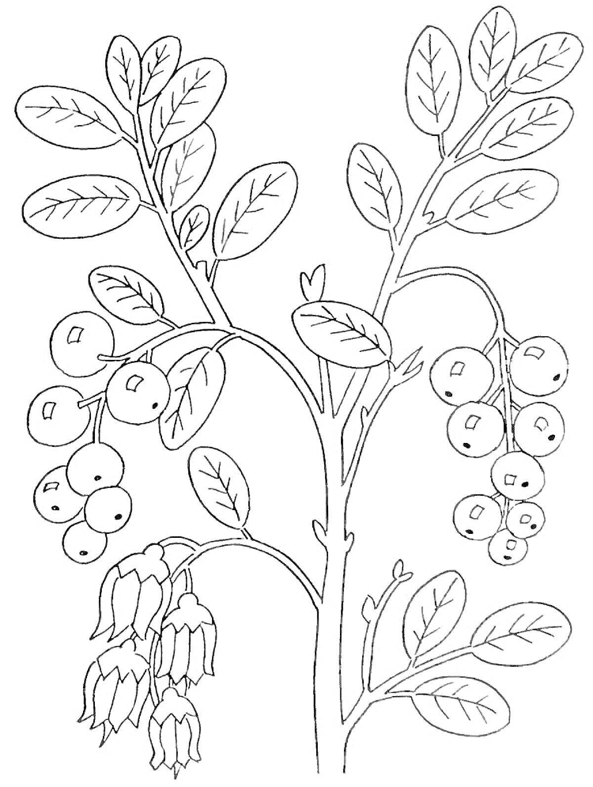 Раскраска Ветка рябины с листвой, ягодами и цветами