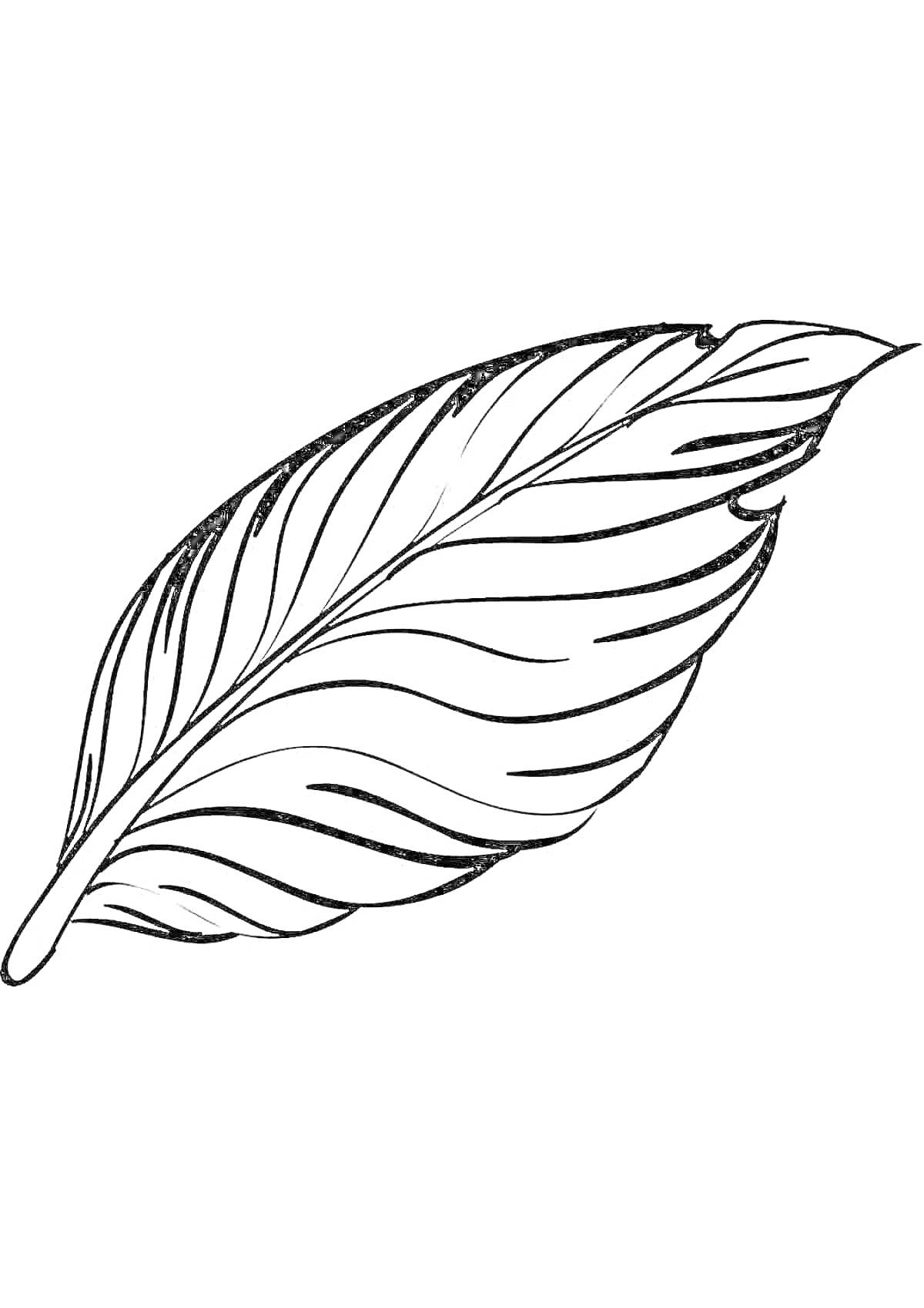 Раскраска раскраска с изображением пера