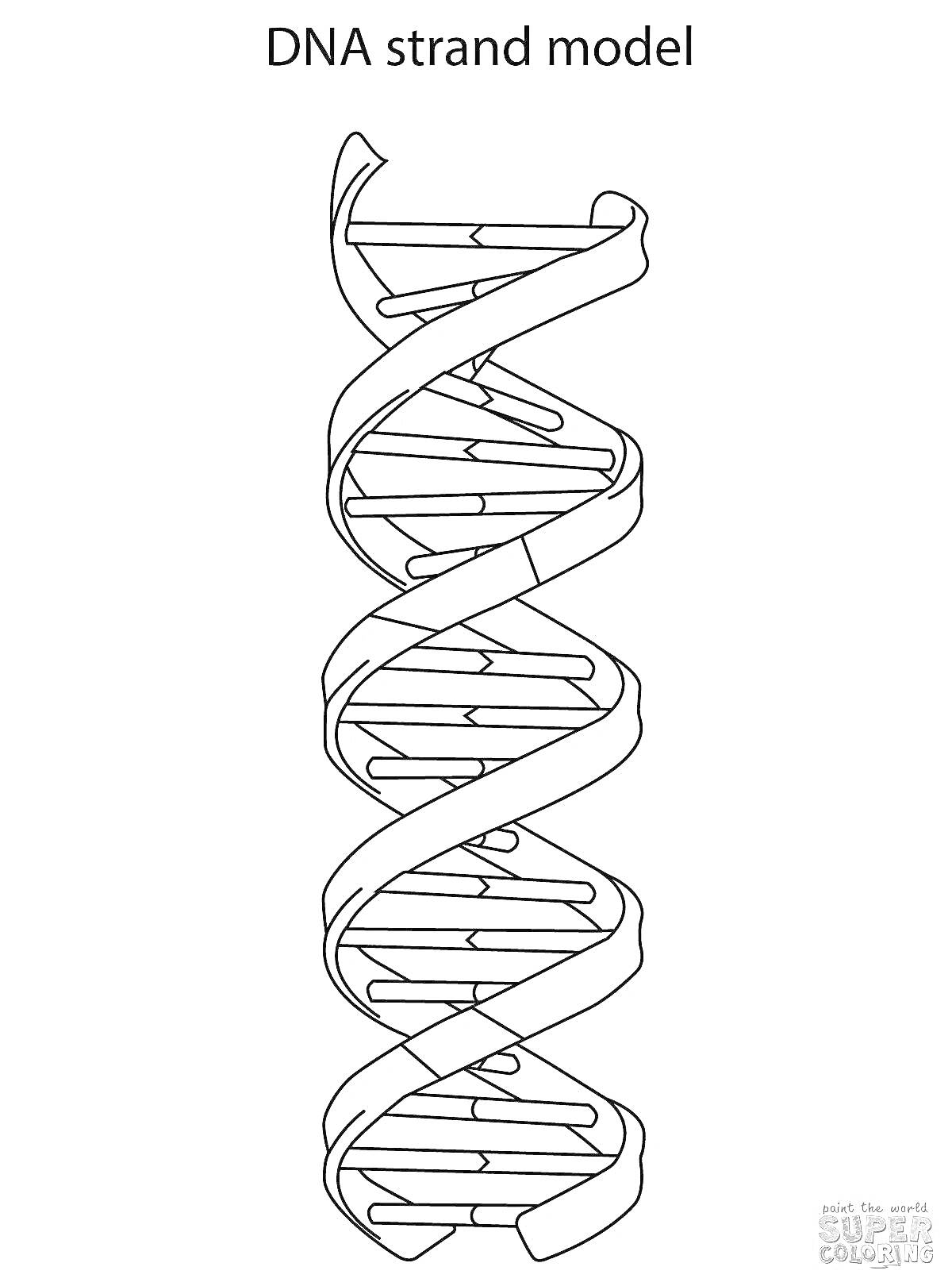 На раскраске изображено: ДНК, Модель, Двойная спираль, Генетика, Наука, Структура, Биология
