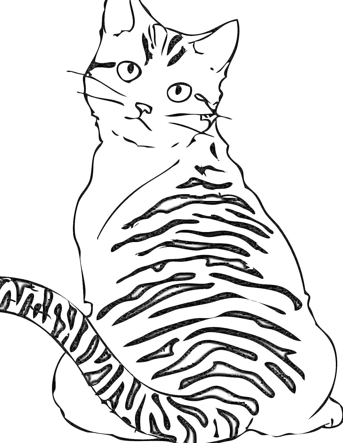 На раскраске изображено: Полосатый кот, Сидящий кот