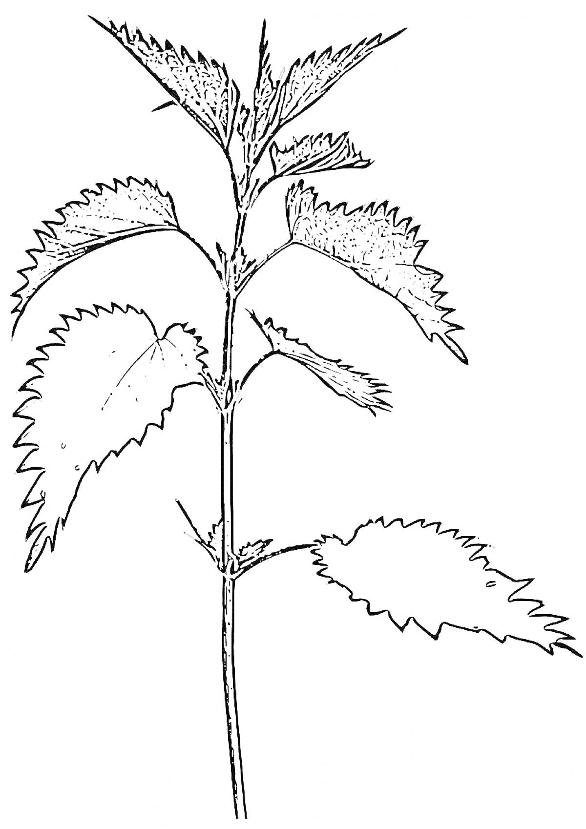 Раскраска Чертёж крапивы с листьями и стеблем