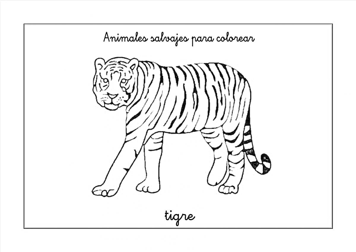 Тигр, обведенный контур на белом фоне, заголовок сверху на испанском языке, подпись 