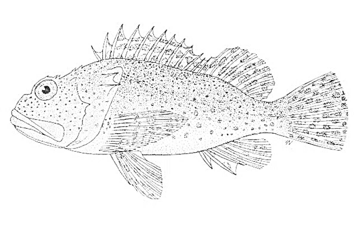 Раскраска Раскраска с изображением ерша с колючими плавниками