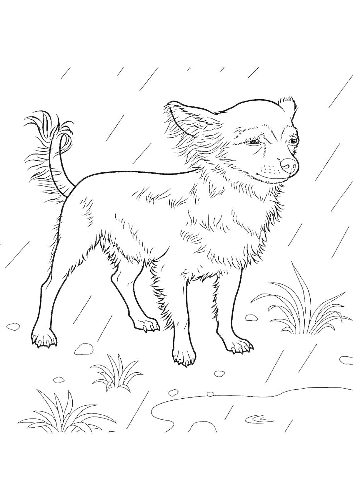 На раскраске изображено: Чихуахуа, Собака, Дождь, Трава, Водоем