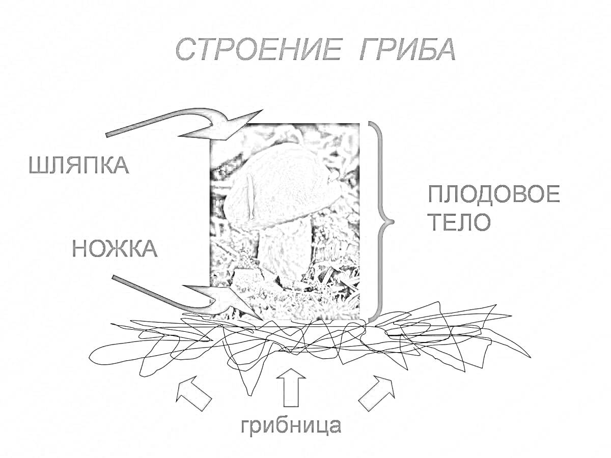 На раскраске изображено: Строение, Грибница, Ботаника, Биология