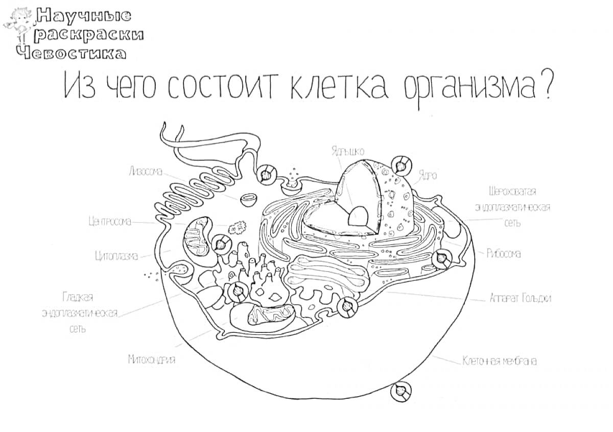 Раскраска Клетка организма с внутренними органеллами (компонентами), такими как ядро, цитоплазма, митохондрии, рибосомы, эндоплазматическая сеть, лизосомы, плазматическая мембрана, вакуоли и аппарат Гольджи