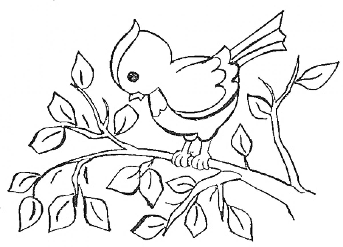 Раскраска Птичка на ветке с листьями