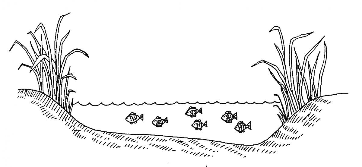 Раскраска Озеро с растительностью и рыбами. На изображении видны высокие травы и камыши по берегам озера, в воде плавают шесть рыбок.