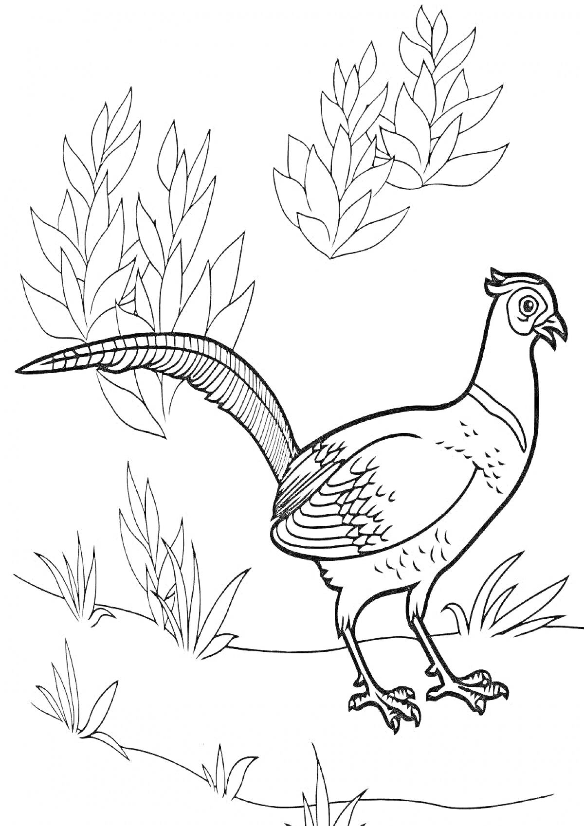 Раскраска Раскраска с изображением фазана, стоящего на земле среди травы и листьев