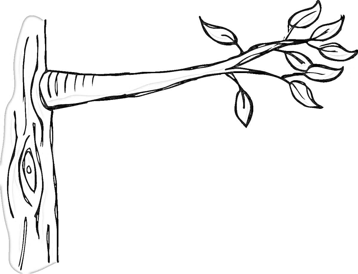 На раскраске изображено: Ветка, Листья, Ствол, Деревья