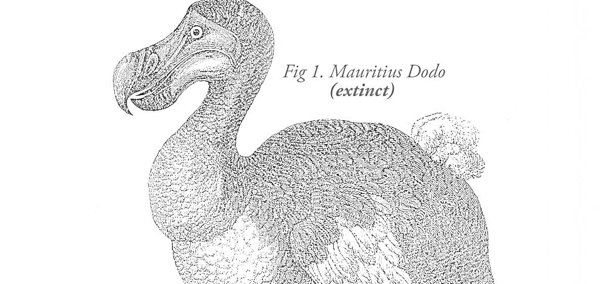 Раскраска Додо птица из Маврикия, надписи (Fig 1. Mauritius Dodo (extinct))