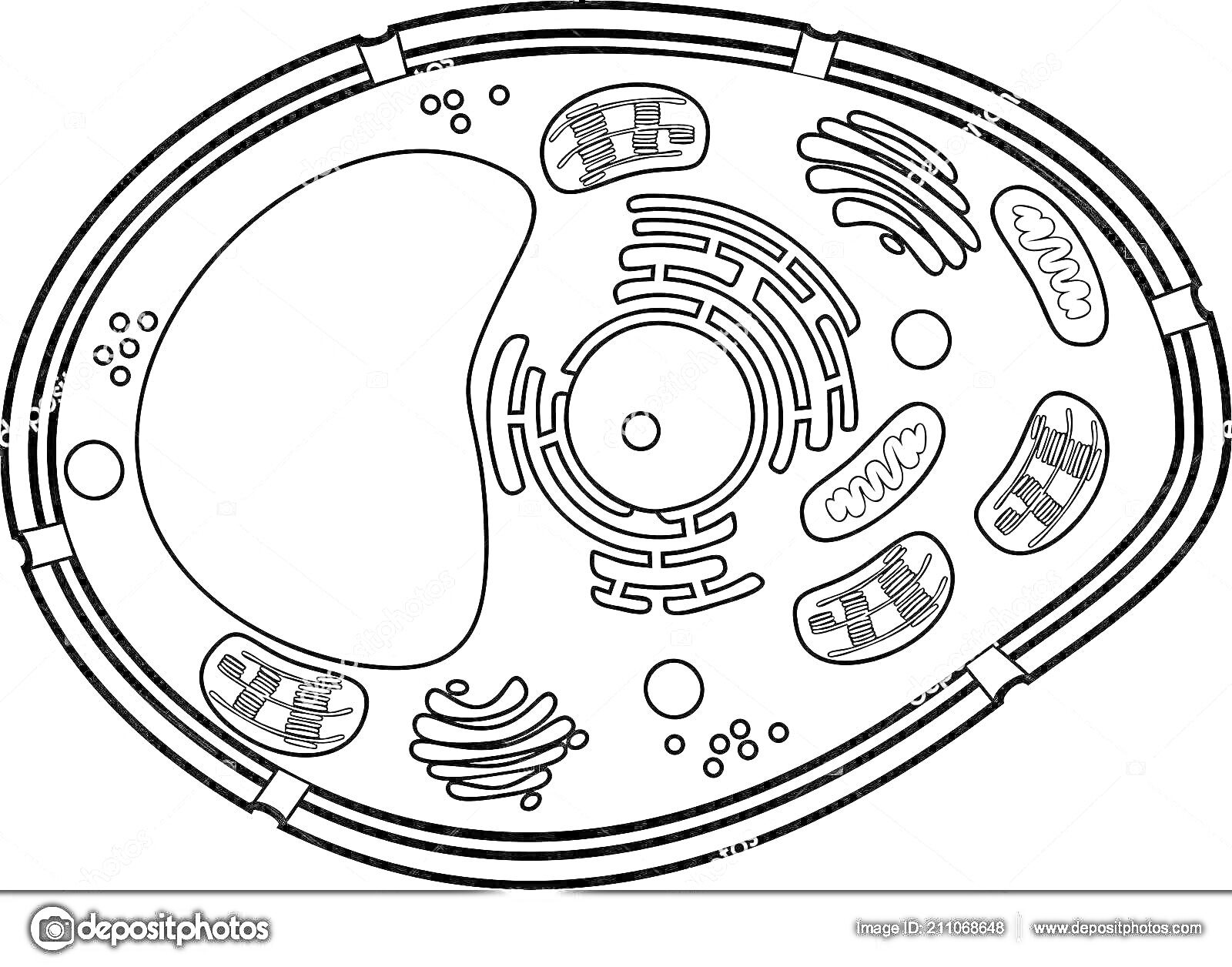 Растительная клетка с обозначенными органеллами: клеточная стенка, клеточная мембрана, цитоплазма, ядро, эндоплазматический ретикулум, рибосомы, митохондрия, хлоропласт, вакуоль, аппарат Гольджи