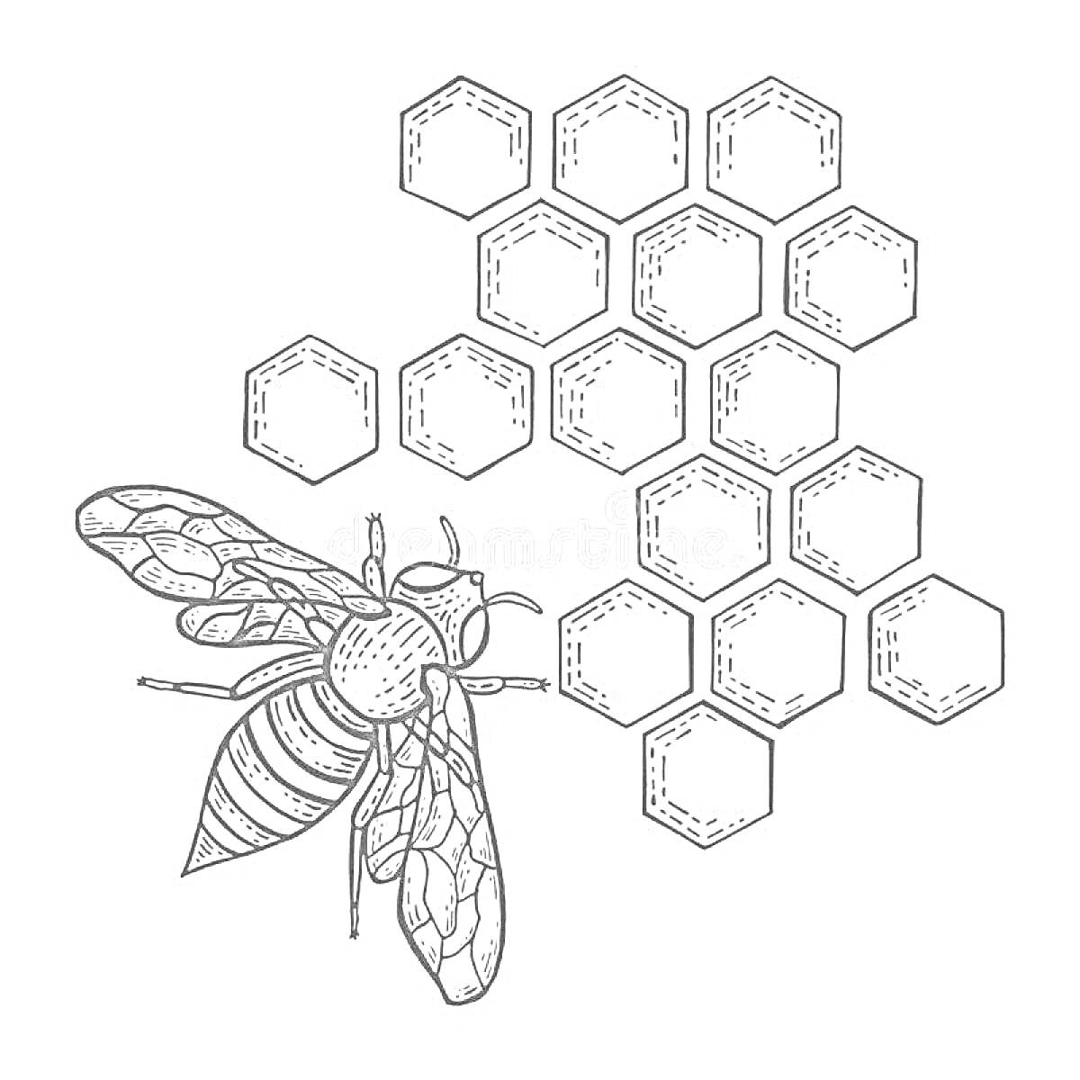 На раскраске изображено: Соты, Мед, Насекомое, Узоры, Природа, Геометрия