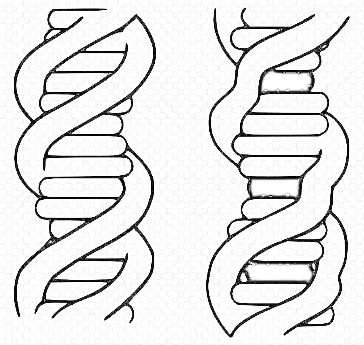 На раскраске изображено: ДНК, Молекула, Генетика, Спираль, Структура, Наука, Биология