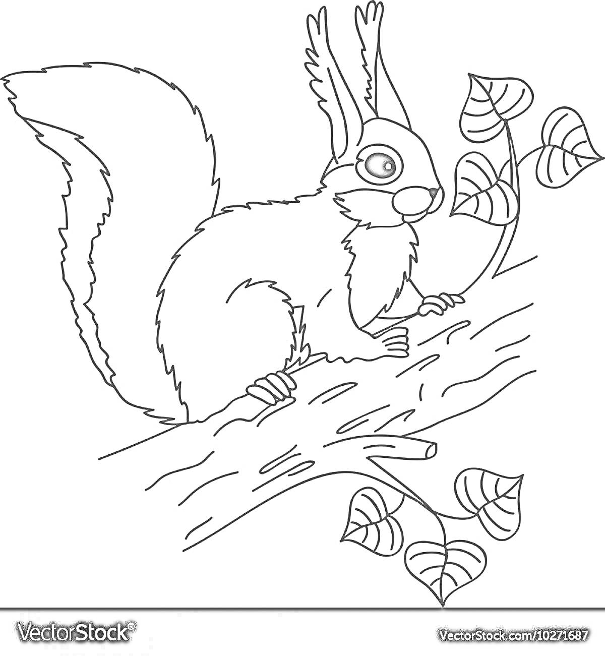 Раскраска Белка на ветке с листьями