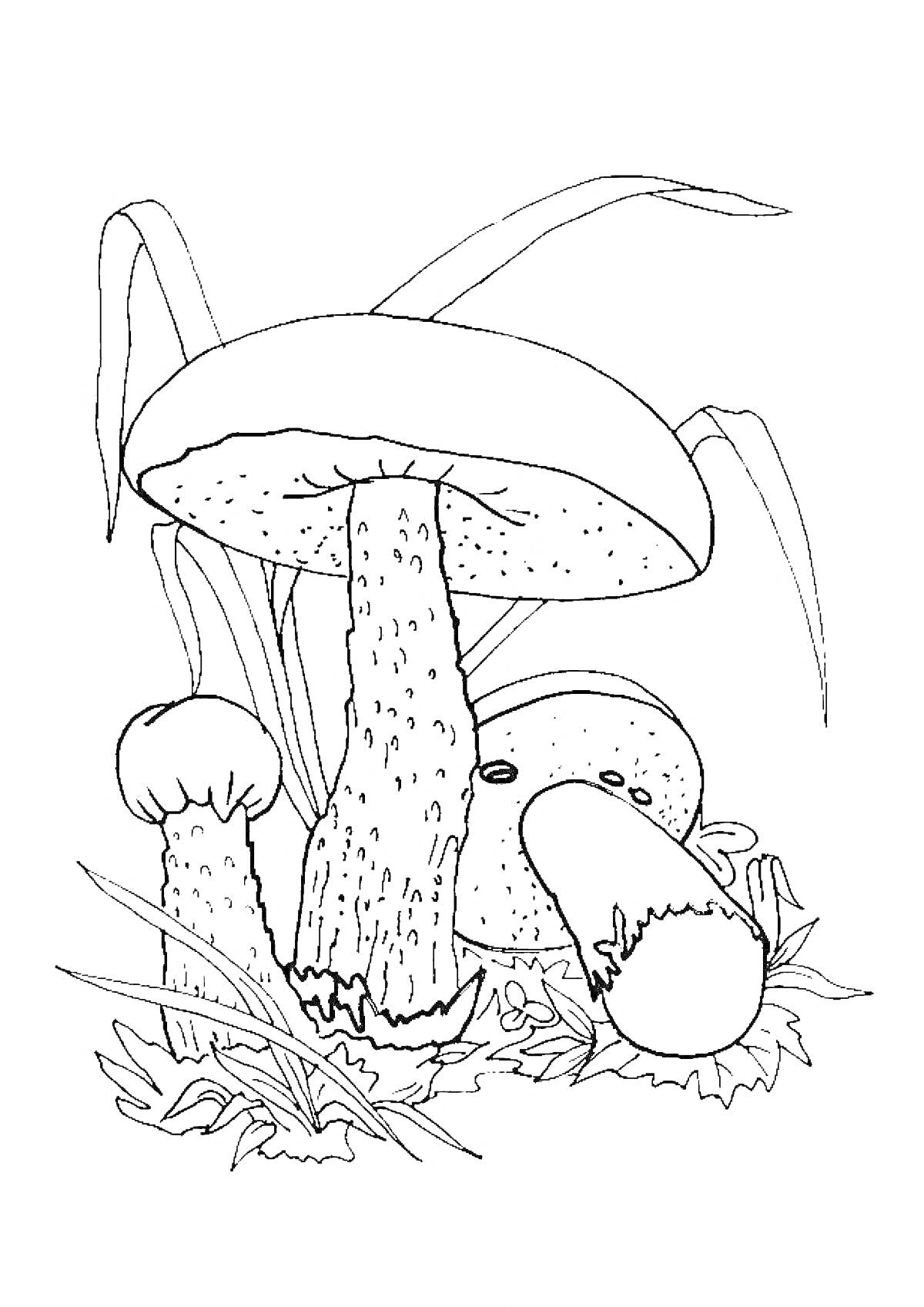 На раскраске изображено: Грибы, Трава, Листья, Природа, Окружающая среда
