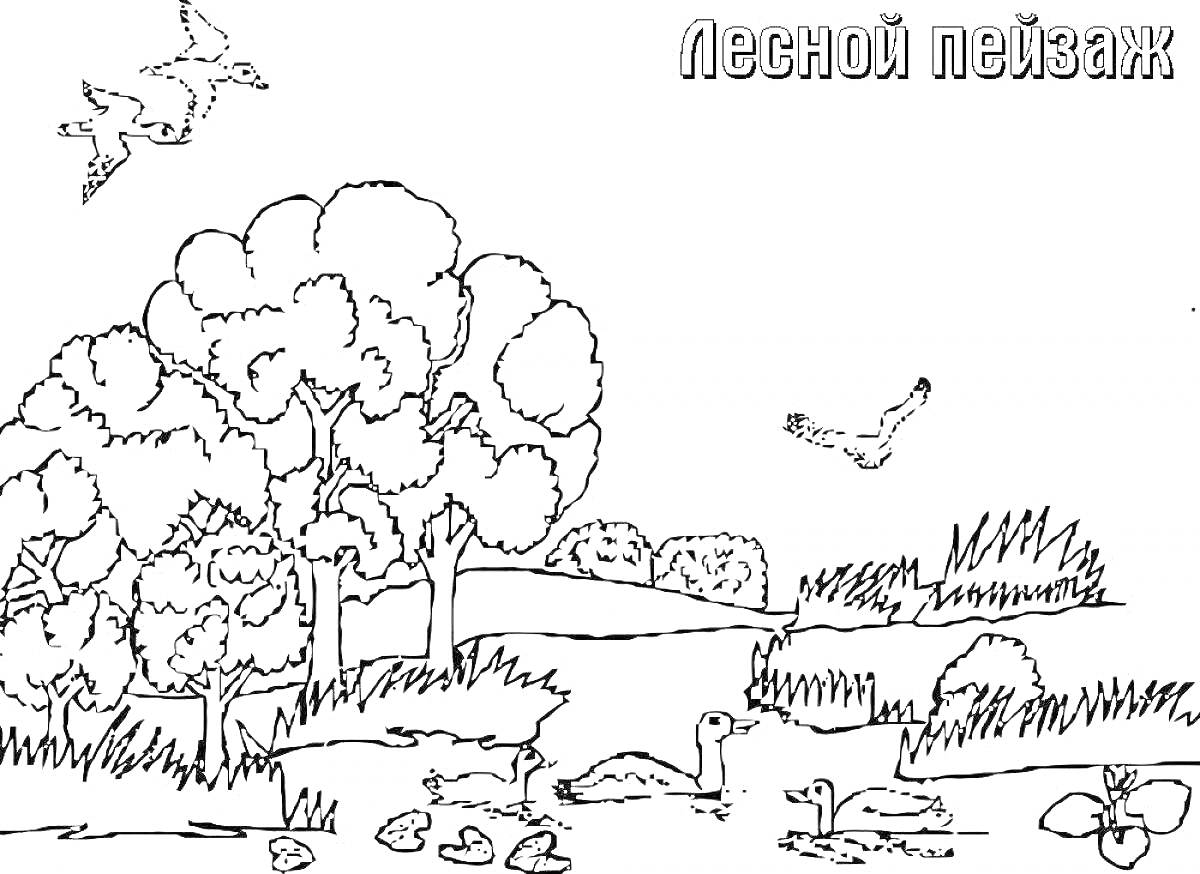 Раскраска Лесной пейзаж с деревьями, птицами в небе и у воды, прудом и лебедями
