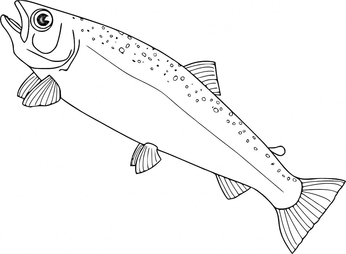 Раскраска Лосось с открытым ртом и пятнышками на спине, плавники и хвост
