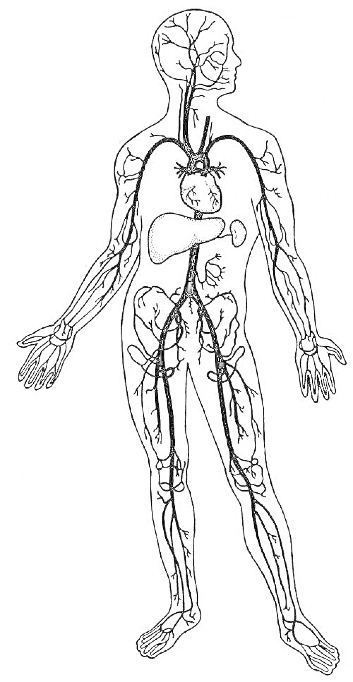 Раскраска Анатомия человека - система кровообращения с артериями, венами и сердцем