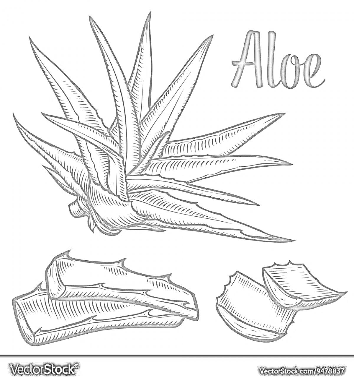 Раскраска Алоэ со срезанным листом и частями листа