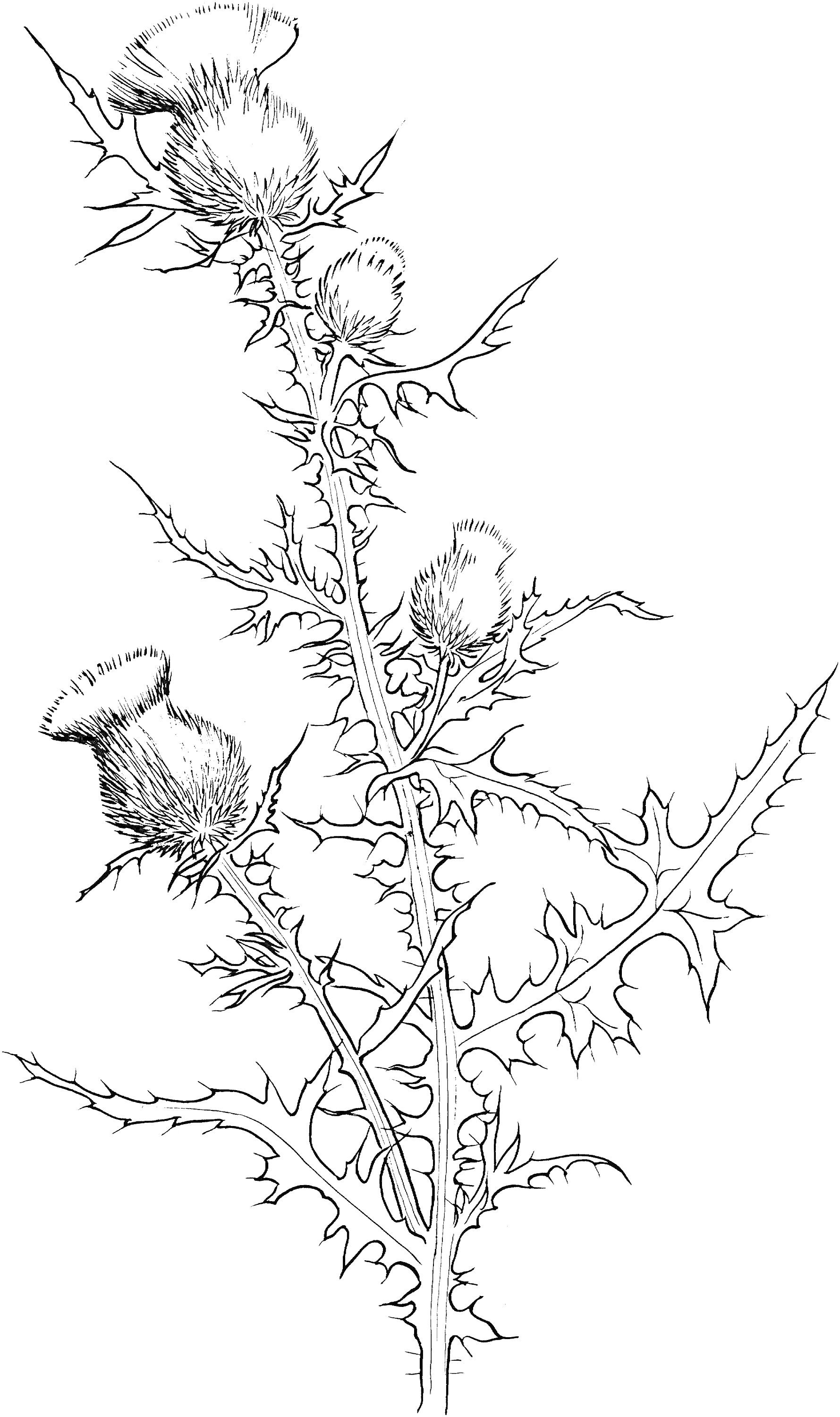 На раскраске изображено: Чертополох, Цветы, Ботаника, Колючки, Листья, Стебель