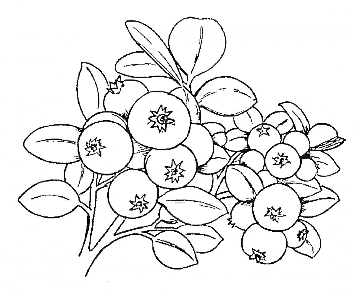 На раскраске изображено: Черника, Ягоды, Листья, Природа, Растения, Ветка