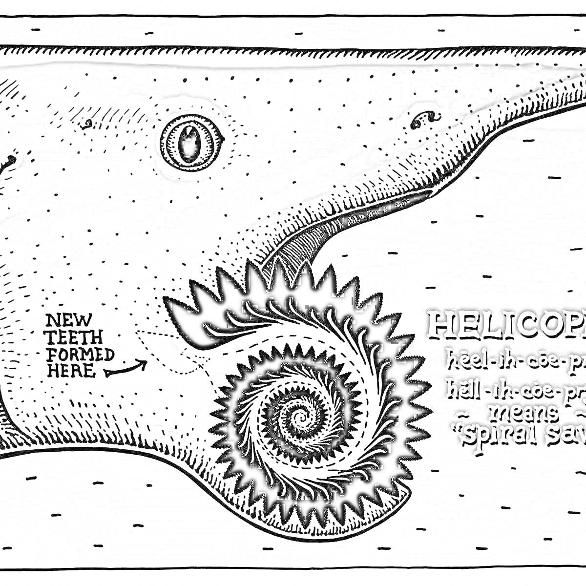 Раскраска Геликоприон с зубной спиралью, информация о происхождении новых зубов и произношение названия