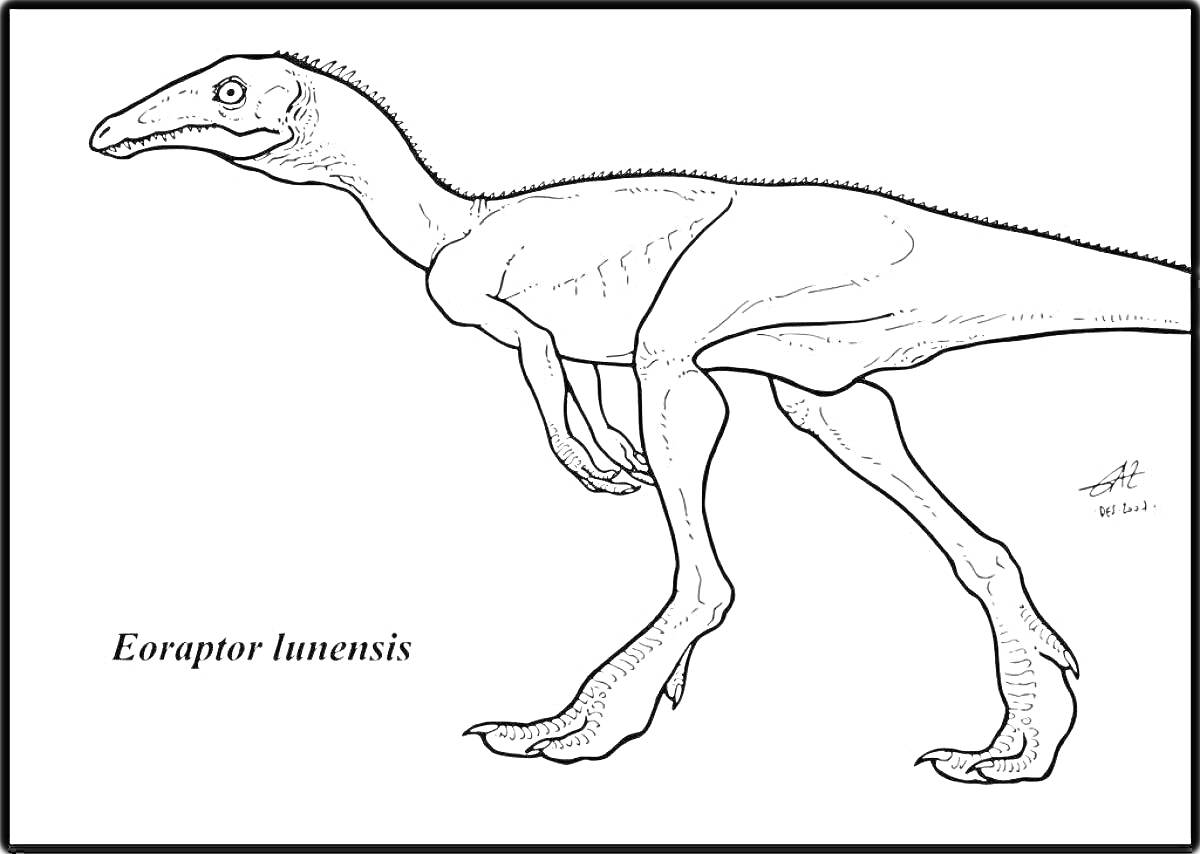 Раскраска картина с эораптором (Eoraptor lunensis), изображение динозавра с длинной шеей и хвостом, двигающегося на двух ногах.