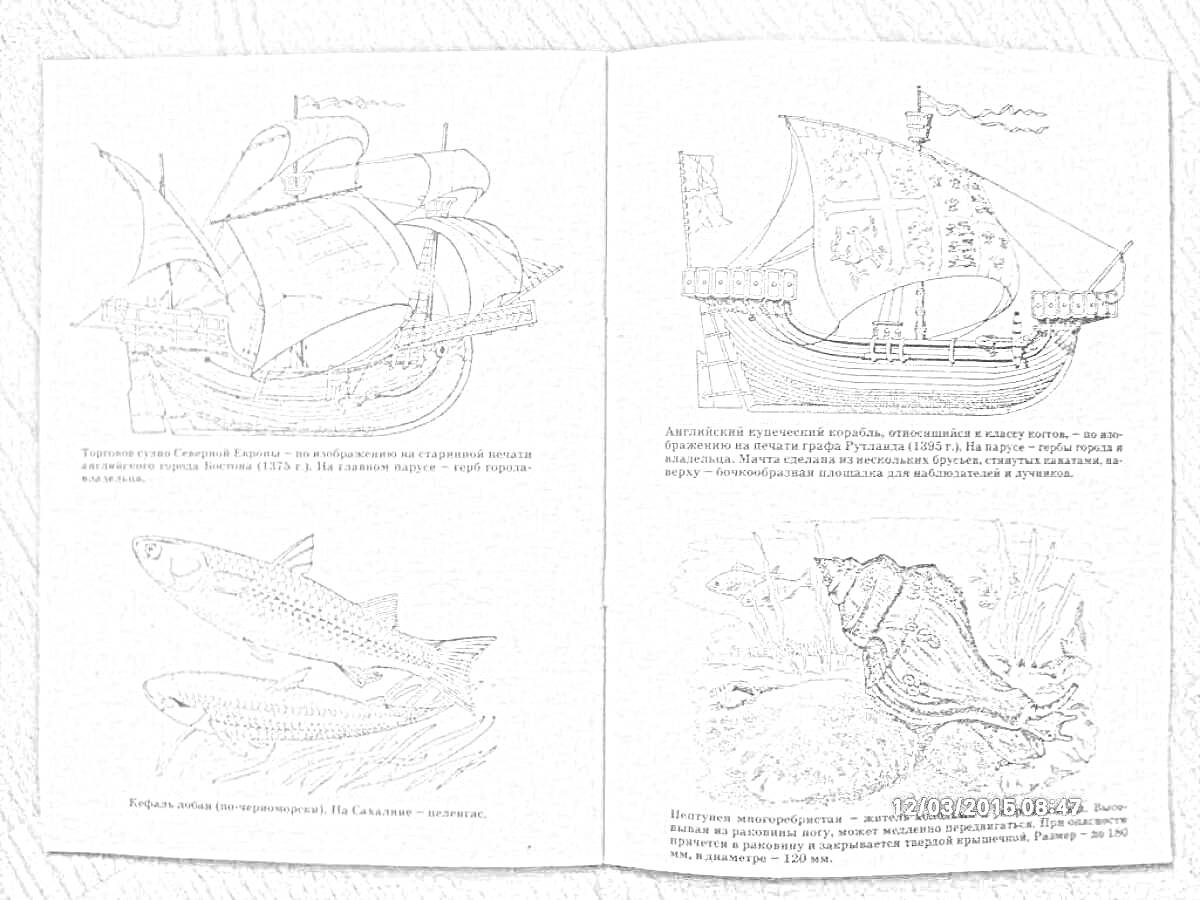 Раскраска двустраничное изображение с парусными кораблями, рыбами и раковиной