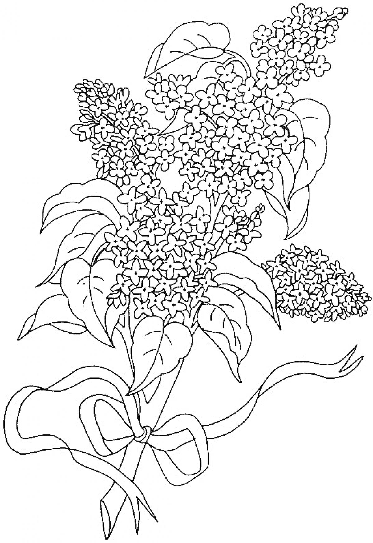 На раскраске изображено: Сирень, Цветы, Листья, Бант, Букет цветов