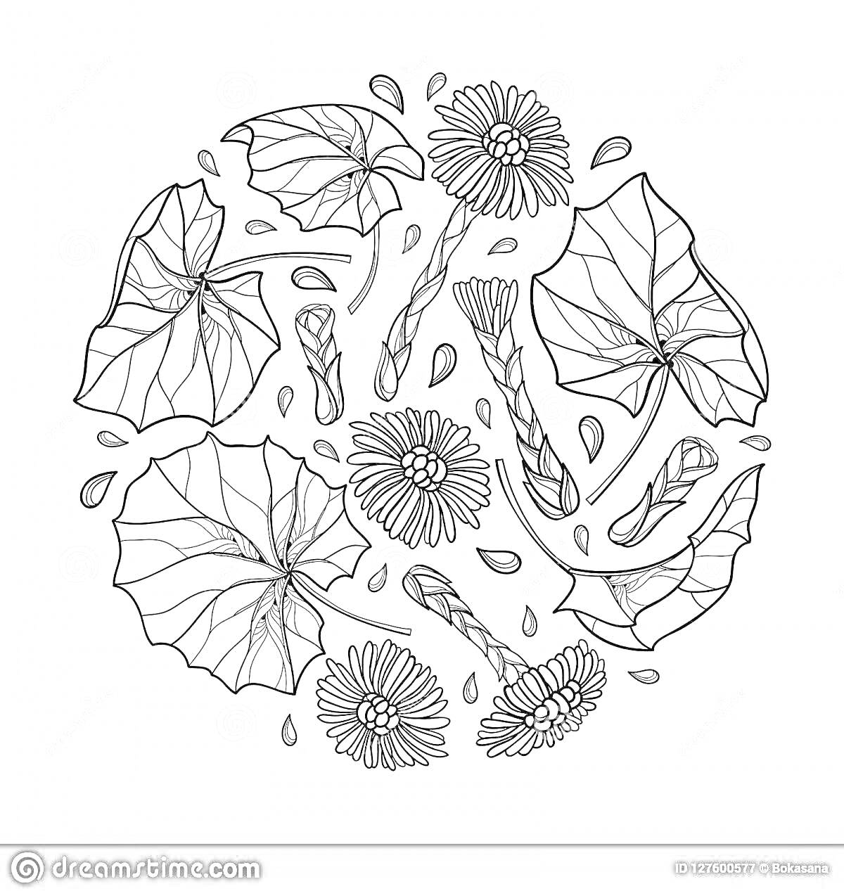 Раскраска Цветы и листья мать-и-мачехи с каплями воды
