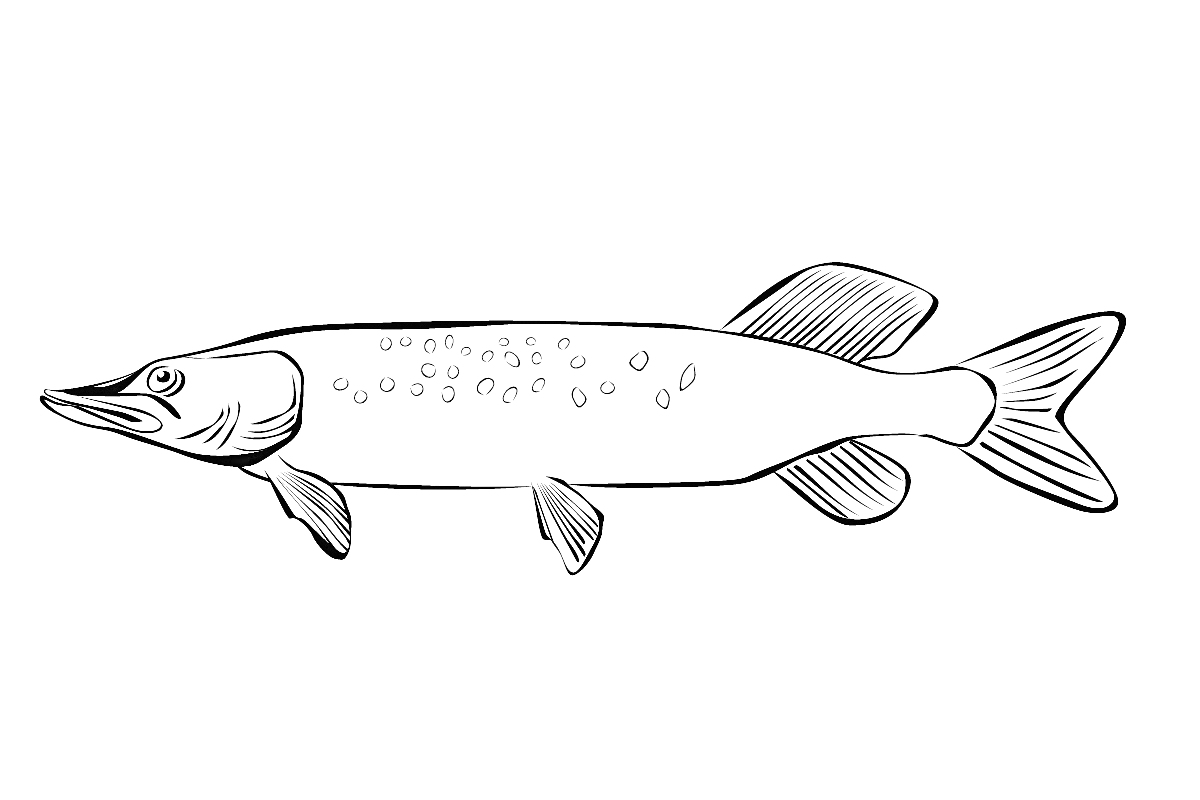 Раскраска Щука (рыба) с пятнами, плавниками и чешуёй
