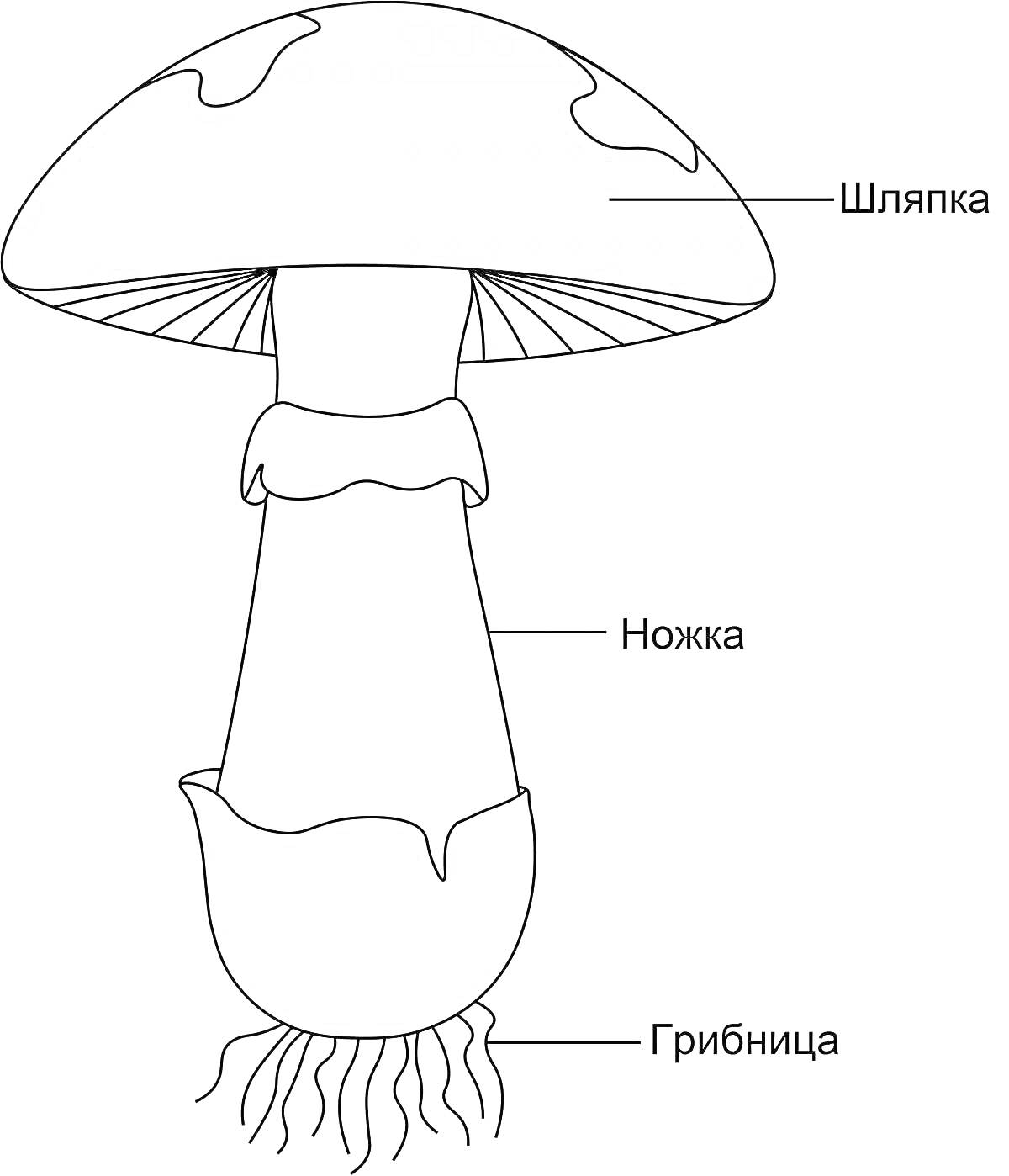 Раскраска Строение гриба (Шляпка, Ножка, Грибница)