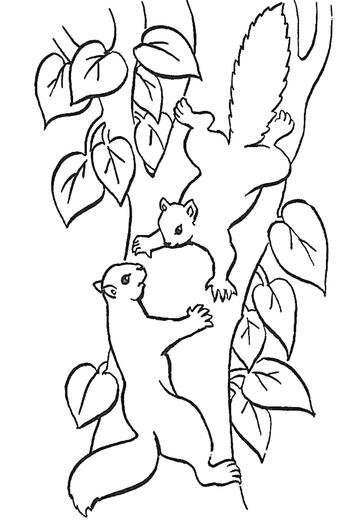 Раскраска Две белки на дереве с листьями
