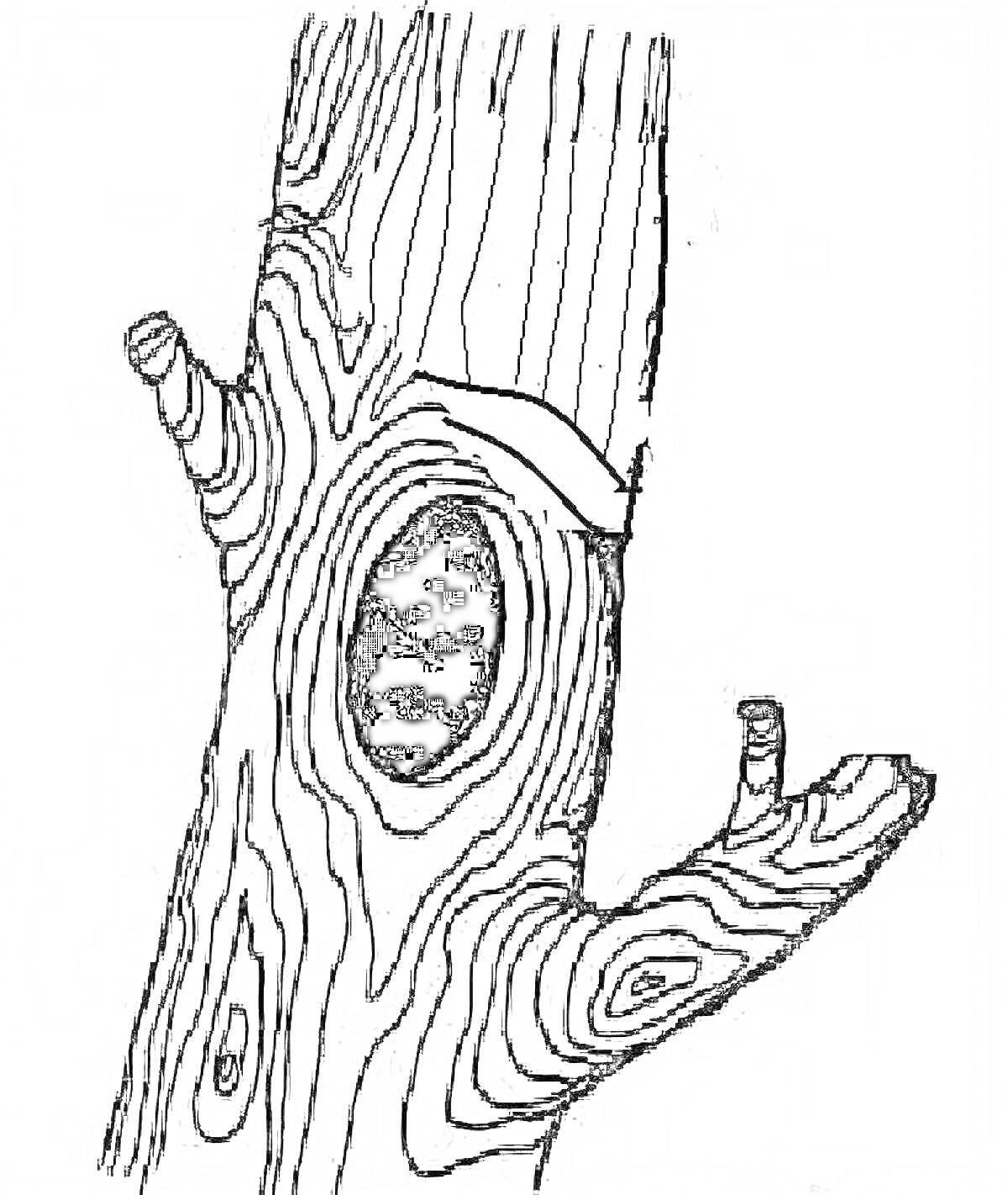На раскраске изображено: Дупло, Ствол, Кора, Узоры, Природа, Для детей