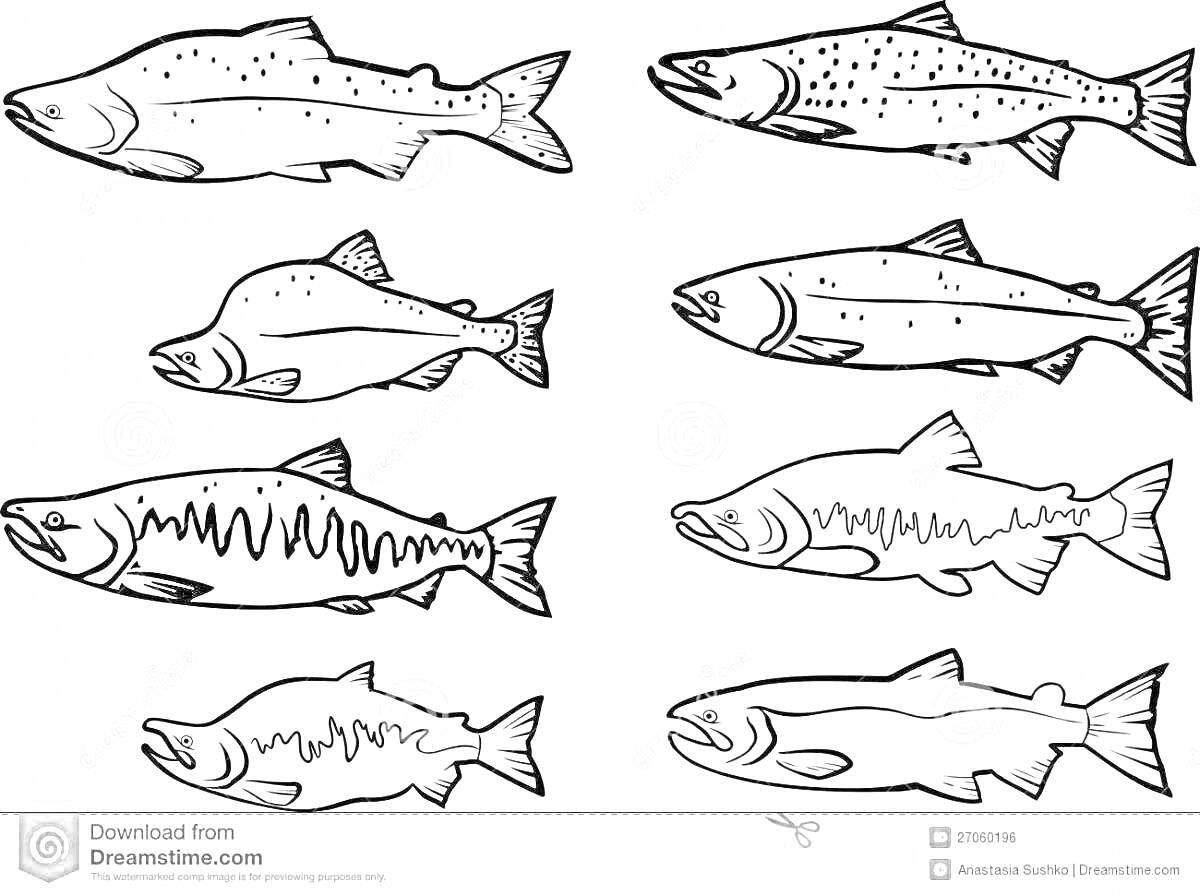 Раскраска Разные виды рыбы кета
